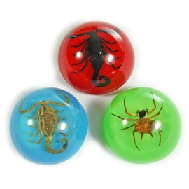 1.1" Scorpion & Spider Magnets 3 pc Set