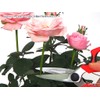 Garden Shears Comfort CFS-2319T Gardening Shears, Sharp, Precise Blades, Thin