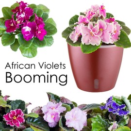 KvyusFlourish 4-Pack 6.7'' Self-Watering Pots for Indoor Plants with Indicator, Orchid Pots with Clear Wick Pot, Small African Violet Pots, Self-Watering Planters, Plant Pots for Herbs