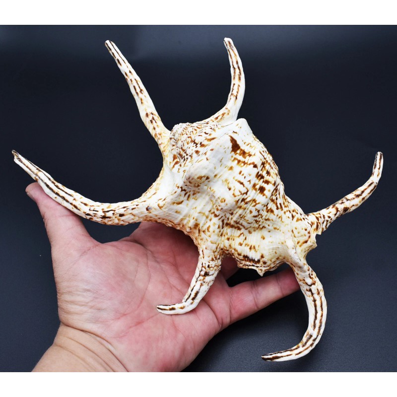 Florida Shells and Gifts One Giant Beautiful Spyder Conch Shell