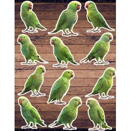 Unbranded Parakeet Die Cut Vinyl Stickers Set Scrapbooking Laptop Waterbottle