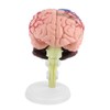 Uxsiya Disassembled Human Brain Model, Colorful Painting Plastic Highly Simulated
