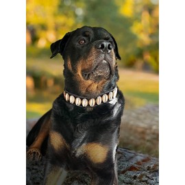 Handmade Seashell DogCollar,Awesome Cool Origional Luxury Fun Nautical Custom Beach Themed Dog Collar