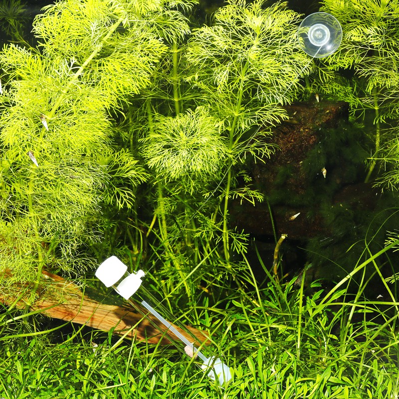 JBL PlaCollect, Planaria trap to combat flatworms
