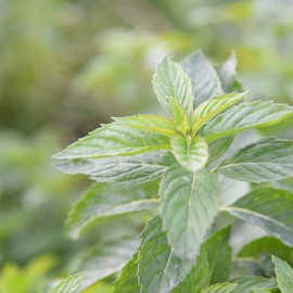 118 Days of Japanese Essential Oil "Aizu Scent Project" ~ Carefully Cultivated in Natural Aizu Areas without the use of pesticides etc., ~ Peppermint Essential Oil - 0.2 fl oz (5 ml)
