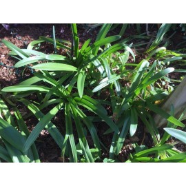 dynamitedeals35 3 AFRICANUS - Agapanthus / Lily of the Nile Rhizomes (Not Plants) -  US Seller!