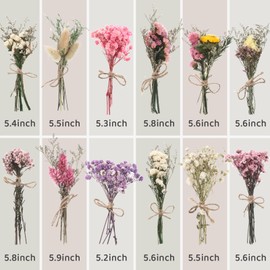 WGXX 12 Pack Dried Flowers for Vase Various Mini Bouquet Dried Small Wildflowers Natural Real Flowers Bulk for Crafts DIY Wedding Decor (Various Series)