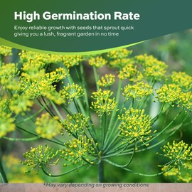 2000 Dill Seeds for Planting (Bouquet Variety) – Heirloom, Non-GMO, USA Grown Herb for Indoor/Outdoor Planting, Perfect for Pickling & Cooking by RDR Seeds