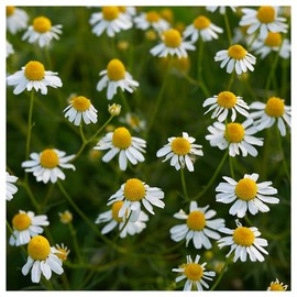 Everwilde Farms - 1 Oz Organic German Chamomile Herb Seeds - Gold Vault Packet
