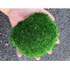 Preserved Pole Moss Pillow Moss Bun Moss Cushion Moss Natural