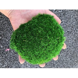 Preserved Pole Moss Pillow Moss Bun Moss Cushion Moss Natural Green Decorative Real (Green-C)(1.5 sq.ft.)