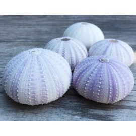 Sea Urchin Purple Sea Urchin Shell 5 Purple Sea Urchin Shells for Craft & Decor