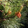 MySeeds.Co Pinus echinata (Shortleaf Pine) Tree Seeds, Graceful Display, Distinctive