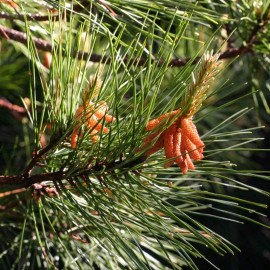 MySeeds.Co Pinus echinata (Shortleaf Pine) Tree Seeds, Graceful Display, Distinctive Bark - 2 Grams (~ 145 Seeds)