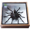 Real Giant Bird Eating Eurypeima Spincrus Tarantula Spider Animals Taxidermy