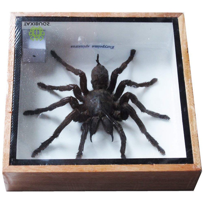 Real Giant Bird Eating Eurypeima Spincrus Tarantula Spider Animals Taxidermy