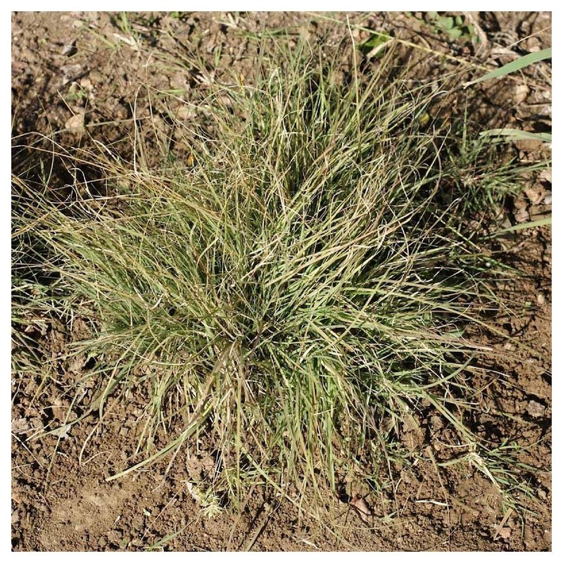 Everwilde Farms - 1 Lb Buffalo Grass Native Grass Seeds