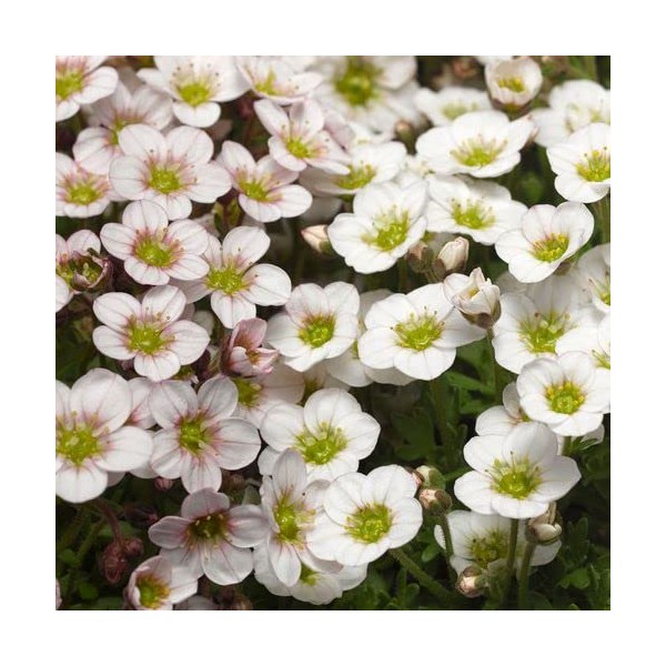 Park Seed Lofty White Blust Saxifrage Seeds Perennial, Pack of