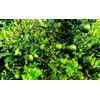 Dwarf Lime Tree Seeds for Planting - 30 Pcs Seeds