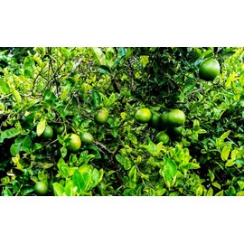 Dwarf Lime Tree Seeds for Planting - 30 Pcs Seeds