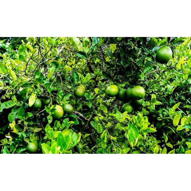 Dwarf Lime Tree Seeds for Planting - 30 Pcs Seeds