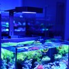NICREW NavaReef 65 Reef LED Light, 65W Reef Aquarium Lighting