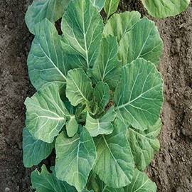500 Champion Collard Seeds Collard Greens Heirloom - Non-GMO - Always Fresh Seeds! - Planting Seeds for Home Vegetable Garden