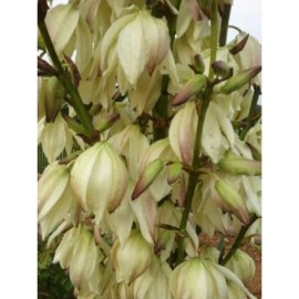 Yucca 1 Yucca Large Plants Are 15-20 Inches Plus Tall Healthy Plants Dug Fresh