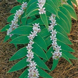 Park Seeds Toad Miyazaki Perennial Lilies, Pack of 25 Seeds