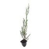 Juniper Burkii - 3 Live Trees - Juniperus Virginiana -