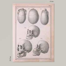 Nacnic Set of 4 Anatomy of body bones and Head. Aesthetic Wall Art Prints for Bedroom or Living Room Design. Sizes A4. No Frames.