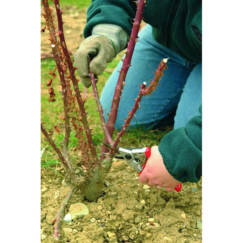 Felco Pruning Shears (Felco 10) - High Performance Swiss Made