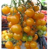 FUN AND GROW SEEDS: Seeds Mirabelle Blanche Cherry Tomato Yellow