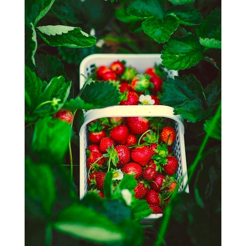 Strawberry 20 Seeds for Growing Non-GMO