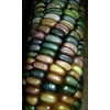 Earth Tones GEM Dent Corn 20 Seeds Beautiful colors look like stained glass!