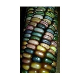 Earth Tones GEM Dent Corn 20 Seeds Beautiful colors look like stained glass!
