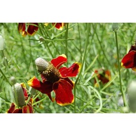 Southeast Seeds Dwarf Red Coneflower Seeds, Mexican Red Hat, Columnar Upright Prairie, FREE SHIP - 6250 Seeds or 1/8 OZ