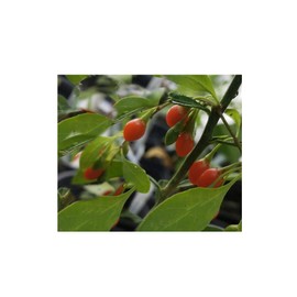 Lycium barbarum 20 Seeds Goji Berry Wolfberry Beautiful Trumpets of Purple Blossoms Container houseplant or Outdoor Annual Frost Hardy