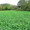 Feeders Outdoors 3lbs JUMBO LADINO WHITE CLOVER Seed For Deer
