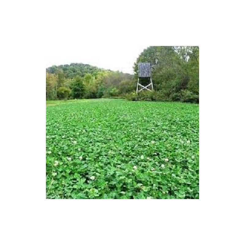 Feeders Outdoors 3lbs JUMBO LADINO WHITE CLOVER Seed For Deer