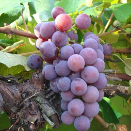 Pixies Gardens (1 Gallon Bare Root) Catawba Grape is Grown for Its Medium-Size Clusters of Round Dull Purple-Red Grapes Which are Well-Suited for Jellies Juices Sweet White Red and Rose Wines