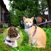 Cat Harness with Leash and Collar Set - Escape Proof