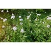 Health Embassy Soapwort Root (Saponaria officinalis L), 50 g