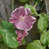 Outsidepride 50 Seeds Annual Ipomoea Nil Morning Glory Chocolate Climbing
