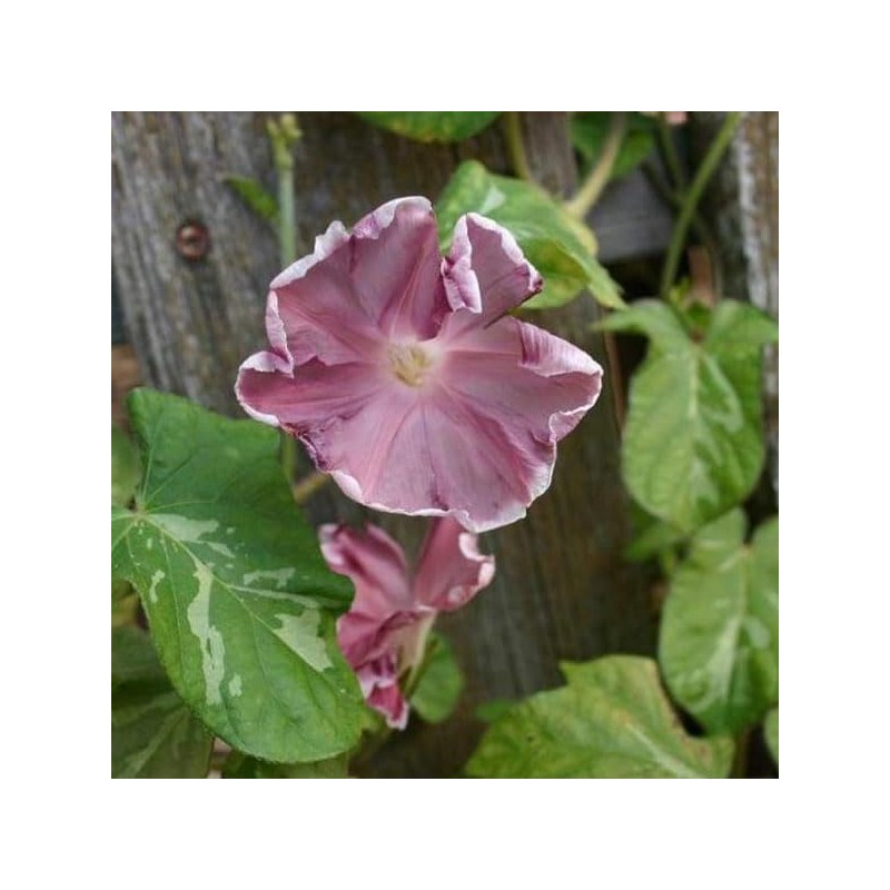 Outsidepride 50 Seeds Annual Ipomoea Nil Morning Glory Chocolate Climbing