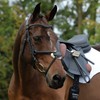 Collegiate Comfitec Grackle Bridle - Brown Bridle Size - Cob