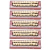 Unbranded 5 Set Dental Acrylic Resin Denture Shade #23 A3
