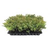 Kallay Juniper - 10 Live Plants - Juniperus Chinensis -