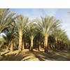 10 Medjool Date Palm Seeds, Pits, Phoenix dactylifera Large Fruit