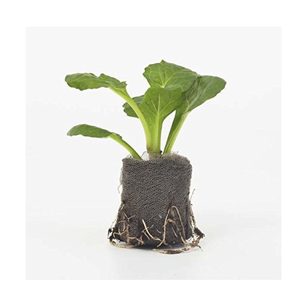 Viridis Hortus - Jiffy-7 50 x 24mm Propagation Plug Pellets (No Root Disturbance - Better Plant Survival)